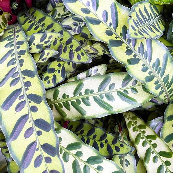 20 - 30cm Calathea Lancifolia Prayer Plant 12cm Pot House Plant