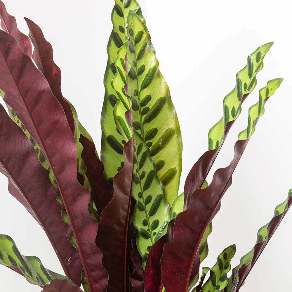 20 - 30cm Calathea Lancifolia Prayer Plant 12cm Pot House Plant