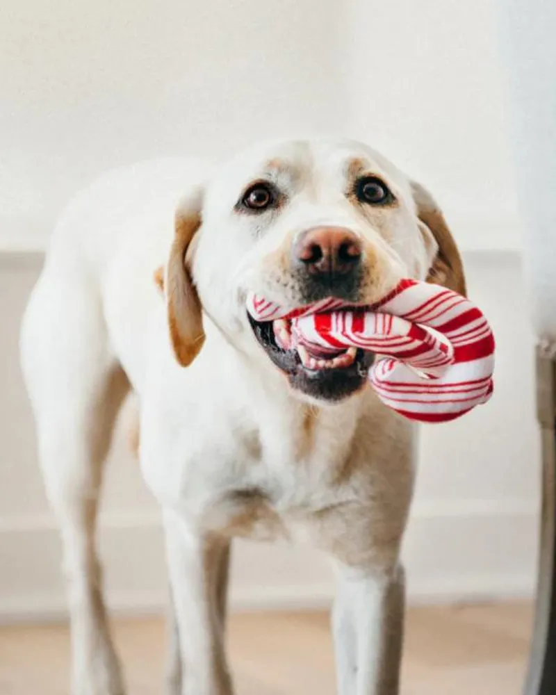 Cheerful Candy Canes Toy