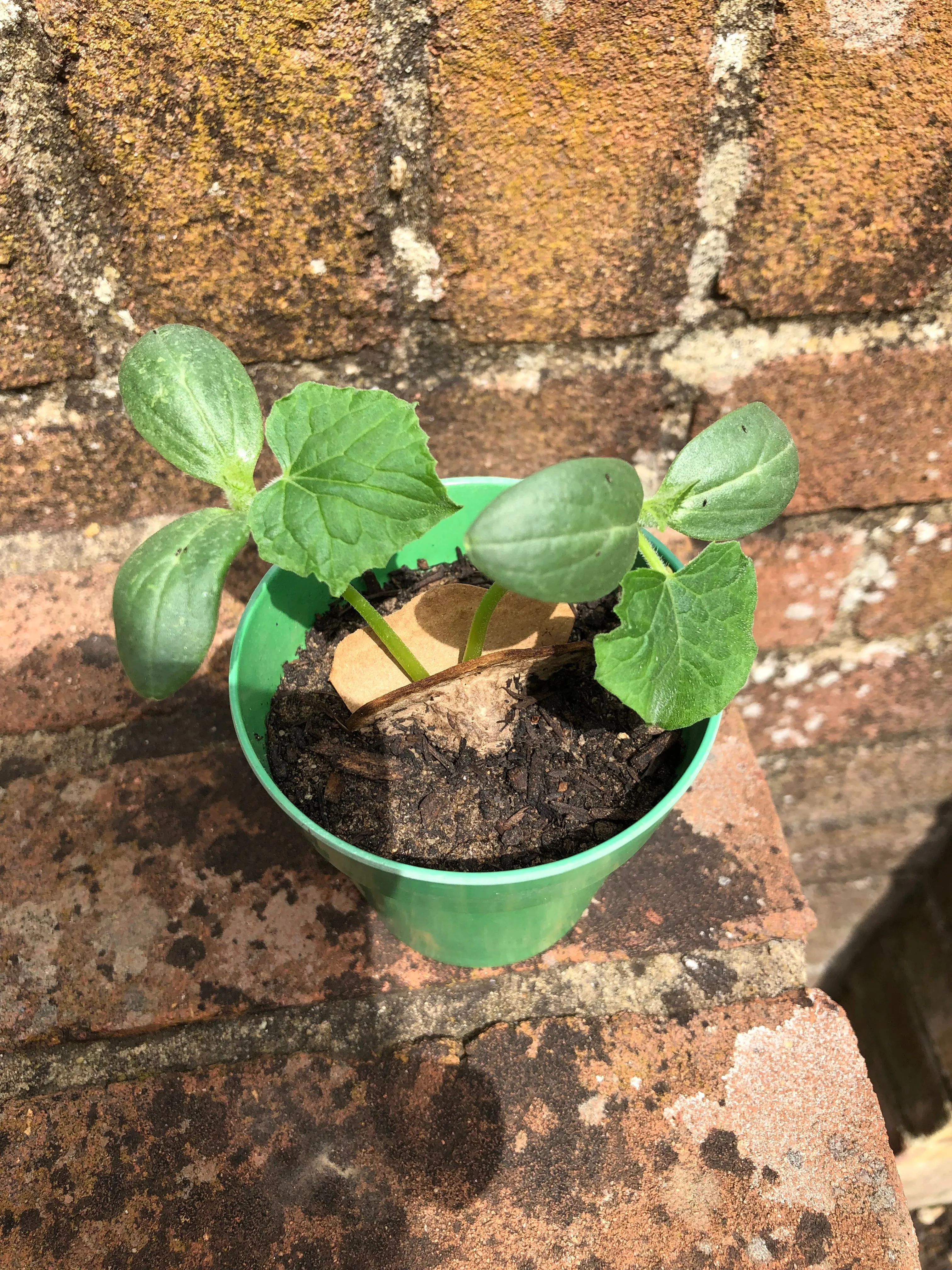 Cucumber Growing Kit with Pot